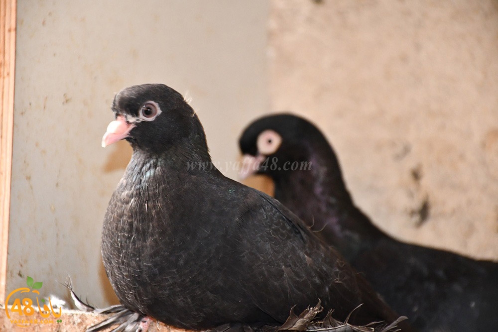 zohdi 3ashoor (31).jpeg